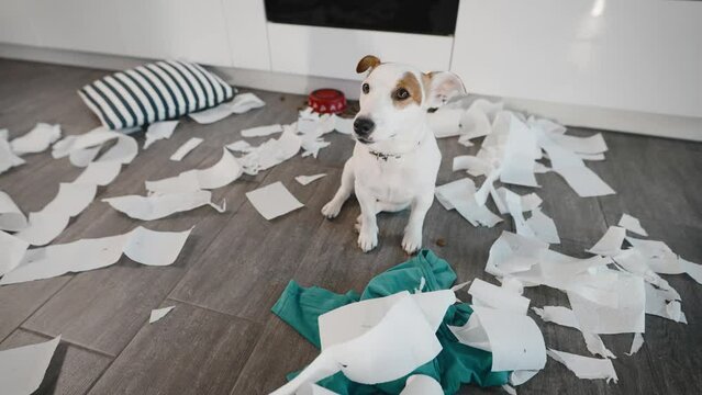 A funny dog, who gave birth to Jack Russell, scattered things on the kitchen floor. The pet, in the absence of the owners, made a mess in the apartment.