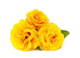 Beautiful yellow flowers.