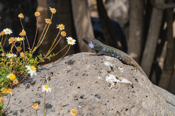 Gallotia galloti. Endemic lizard of the islands of Tenerife and La Palma, in the Canary Islands.