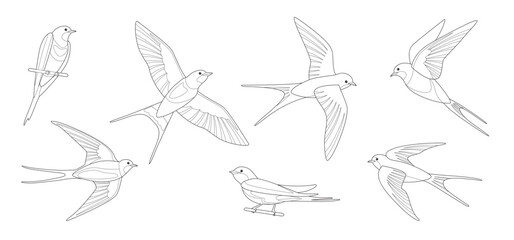 Outlined flying swallows. Coloring page of bird in flight. Vector flat illustration isolated on white.