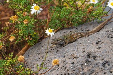 Gallotia galloti. Endemic lizard of the islands of Tenerife and La Palma, in the Canary Islands.