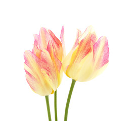 Three pink tulips.