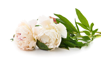 Two white peonies.