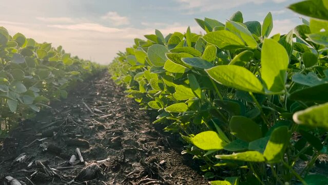 Scenic Morning Views of Rows of Soybean Crops planted in Rows within an Agricultural Field.  Green leafy plants meet a beautiful blue sky with soft clouds.