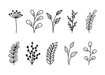 Twigs, leaves and herbs hand drawn set. Doodle design elements.