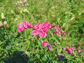 pink flowers in the garden