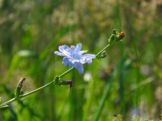 flower in the grass
