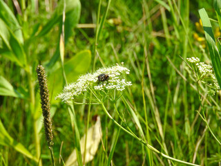 a fly on a white flower