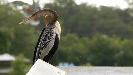 Anhinga Florida Bird Perched Looking Down At The Water