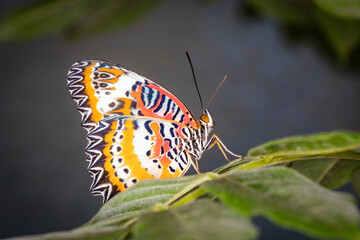 Wunderschöner exotischer Schmetterling