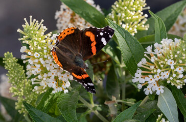 Admiral Schmetterling auf weißem Sommerflieder