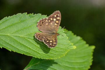 Waldbrettspiel Schmetterling auf grünem Blatt