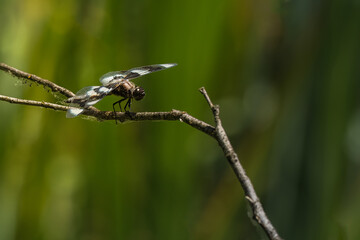 2022-07-23 A DRAGONFLY RESTING ON A TWIG WITH BLACK AND WHITE WINGS AND A BLURRY GREEN BACKGROUND IN SEATTLE WASHINGTON