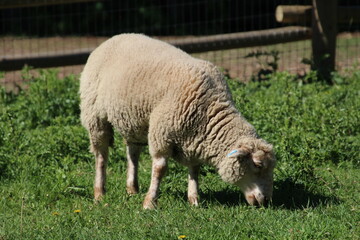 Obraz premium sheep in the meadow, Fort Edmonton Park, Edmonton, Alberta