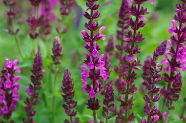 Purple spring flowers in the forest