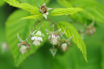 Spring. Blooming raspberries on a bush