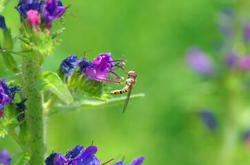 A bee pollinates a flower. Insects