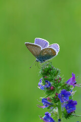 Blue butterfly bruise on a leaf