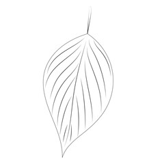 tree leaf sketch on white background outline isolated, vector