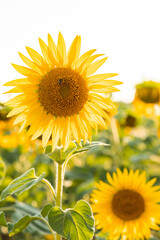 flowering sunflower in summer