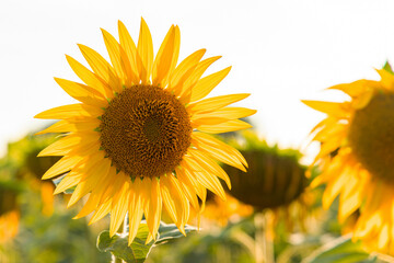 flowering sunflower in summer