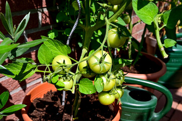 Tomatenpflanze in einem Blumenkübel