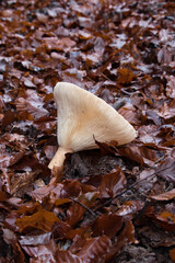 Side of a broken white mushroom surrounded by wet brown leaves on the Palatinate forest floor on a fall day in Germany.