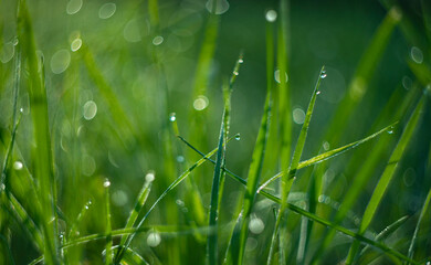 grass with dew drops in the morning - soft fokus and nice bokeh