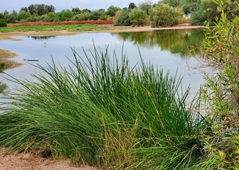 grass and water