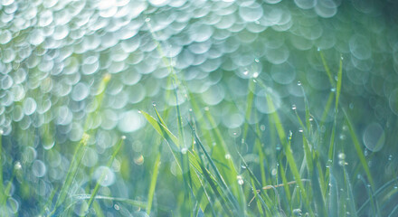 grass with dew drops in the morning - soft fokus and nice bokeh © Vera Kuttelvaserova