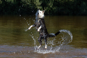 Border collie playing with the water in the river. Breed dog jumps into the water. dog games.

