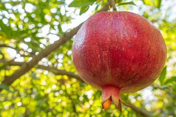 Ripe pomegranate fruit close-up on a tree branch in garden