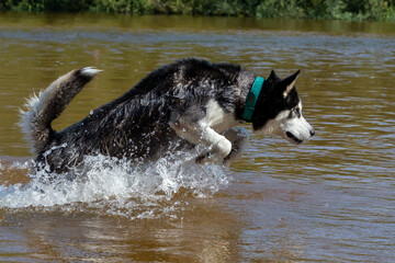 Siberian Husky with blue eyes bathing in the river. Breed dog. dog games.