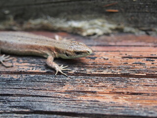 A small gray nimble lizard. Close-up.