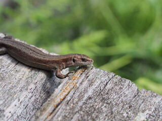 A small gray nimble lizard. Close-up.