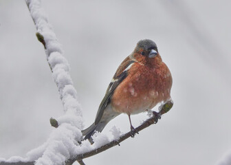 Buchfink im Schnee