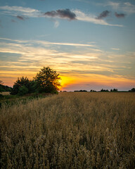 Obraz na płótnie Canvas sunset over wheat field in summer time