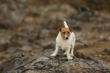Naklejka na ściany i meble Jack Russell Terrier sit on the stone in autumn forest. JRT are energic hunting dogs used for fox hunting