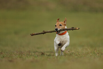 Jack Russel terrier is energic hunting dog. JRT running on meadow in autumn