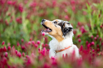 The Australian Shepherd is a breed of herding dog from the United States. Portrait od dog in clover...