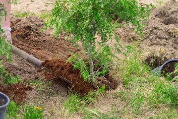 Gardener planting juniper plants in the garden. Seasonal works in the yard. close up