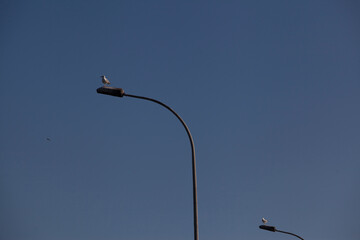 Seagulls on lamppost