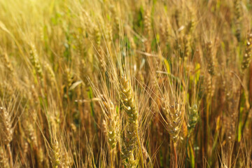 Ripening ears of yellow wheat field