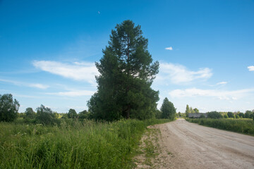 Fototapeta na wymiar A country road leading to an old village with a tall tree on the side of the road. blue sky background