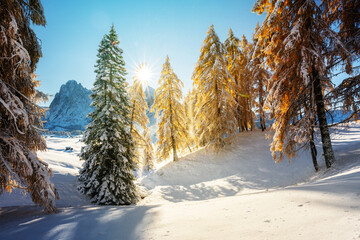 Picturesque landscape with orange larches covered by first snow on meadow Alpe di Siusi, Seiser Alm, Dolomites, Italy. Snowy mountains peaks on background