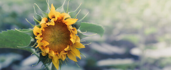 Naturalny szczegół żółto pomarańczowego kwiatu słonecznika na nieostrym bokeh polu. Panorama  - obrazy, fototapety, plakaty