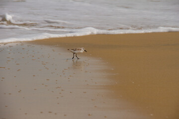 Sandpiper on the sand by the water