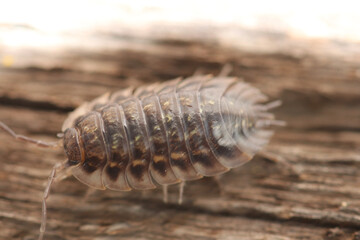 Woodlouse on a wooden background