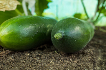 freshly grown cucumbers on the ground close-up. the concept of growing an environmentally friendly product