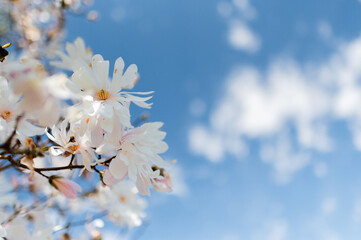 Star Magnolia against the sky